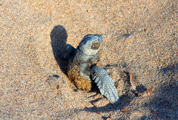 BELEK'TE 70 BİN CARETTA CARETTA'NIN DENİZLE BULUŞMASI BEKLENİYOR