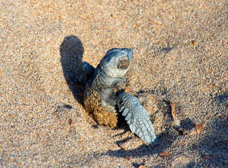 BELEK'TE 70 BİN CARETTA CARETTA'NIN DENİZLE BULUŞMASI BEKLENİYOR